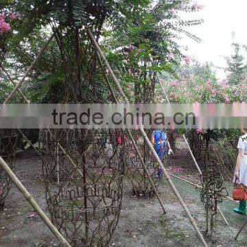 Lagerstroemia Indica Formed Shape Plants photo-3