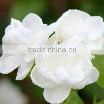 Eucalyptus Table Decoration Foliage white roses High Quality anthurium cut flowers jasmine fashion china supplier all types