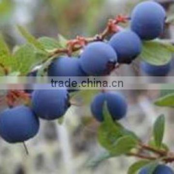 Bilberry P.E./Vaccinnium vitis-idaea L./cowberry extract /lingonberry extract / tangleberry extract/whortleberry extract /Vaccin