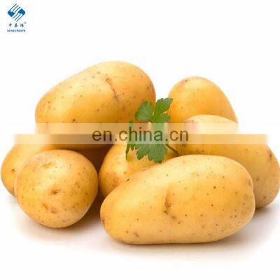 High Starch Content Fresh Potato