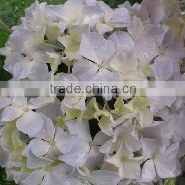 Factory Hotsell Hydrangea Bundle photo-5