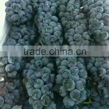 Chinese Fresh Black Globe Grape