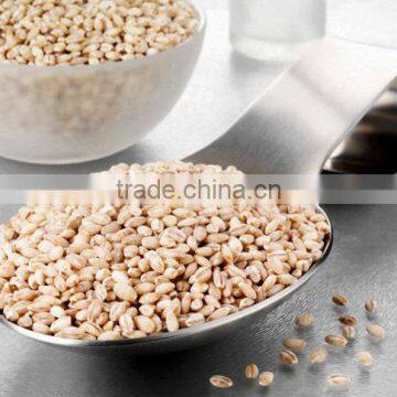 Pearl Barley From Ukraine in Containers