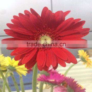 Fresh cut flowers processing type and Gerbera flowers part
