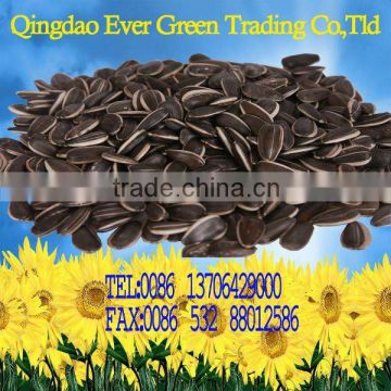 new crop black chinese sunflower seeds 5009 601