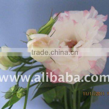 eustoma