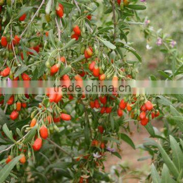 Superior Goji berry,Boxthorn 5kgx4bag/carton Packing Dried Goji berries health benefits Ningxia dried Goji to export abroad