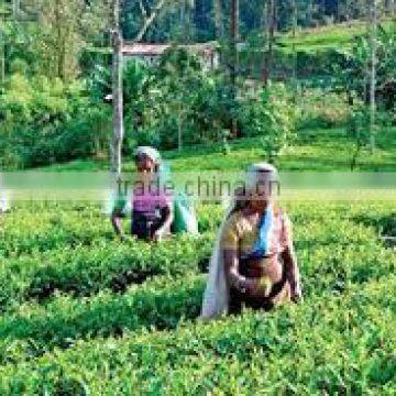 Suvimie Ceylon Ruhunu Black Tea photo-3