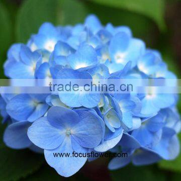 Professional Export High Quality Real Touch Hydrangea With Good Smell