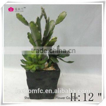 2015 succulent plants tropical plants