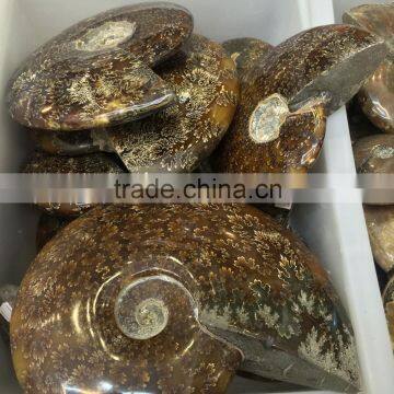 Natural Polished Ammonite Snail Crystal Fossils For Sale