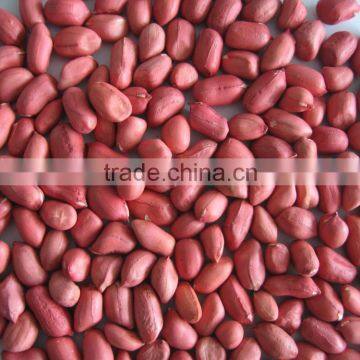 Blanched Peanut Kernels