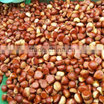 40-50, 50LB gunny bag chinese fresh chestnuts wholesale chestnut