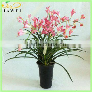 wholesale potted freesia bonsai for table decoration