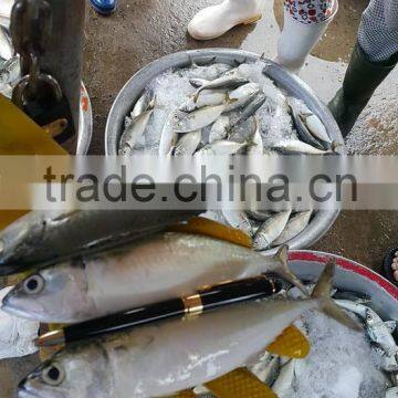 FROZEN INDIAN MACKEREL Whole Round photo-2