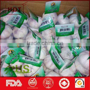 New crop fresh natural white nice garlic