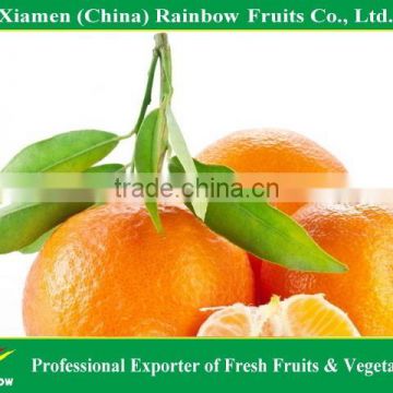 Chinese Fresh Mandarin Citrus fruits mandarin orange with Own Orchard and Factory