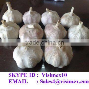 WHITE GARLIC FROM VIETNAM (SKYPE: VISIMEX10)