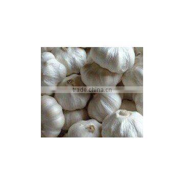 FRESH WHITE GARLIC PRODUCER