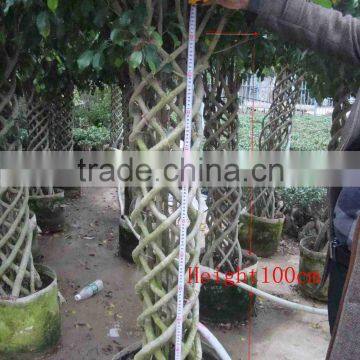 Ficus Microcarpa