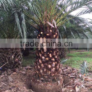 Phoenix Canariensis