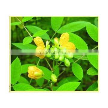 Cassia Seed Chinese Herb