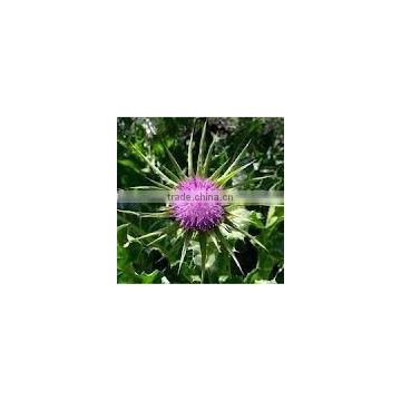 High Quality Silybum Marianum Extract Powder