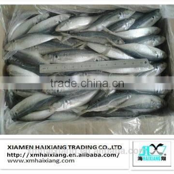 Price for frozen horse mackerel fish