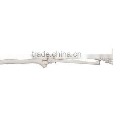 Vivid Human Body Anatomy Plastic Hand Bone Model photo-2