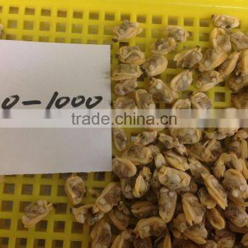 Hot Sales IQF Baby Clam Meat photo-6
