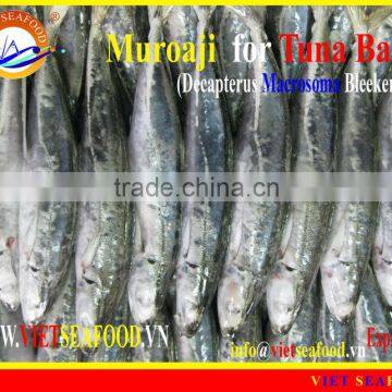 FROZEN MUROAJI FOR TUNA BAIT photo-5