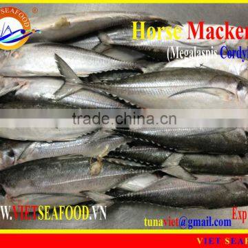 FROZEN W/R HORSE MACKEREL