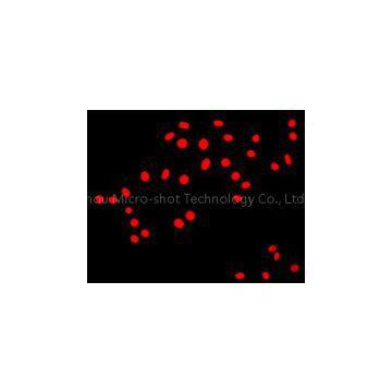 Inverted Fluorescence Microscope MF53 photo-2