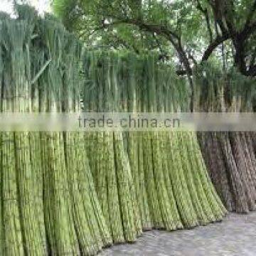 Pressed Unfermented Bagasse in Block photo-4