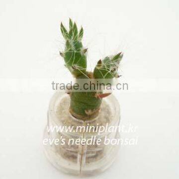 Miniplant "Eve's needle Bonsai" mini succulent plant with keychain