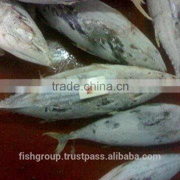 Skipjack Whole Round (frozen on Board) photo-4