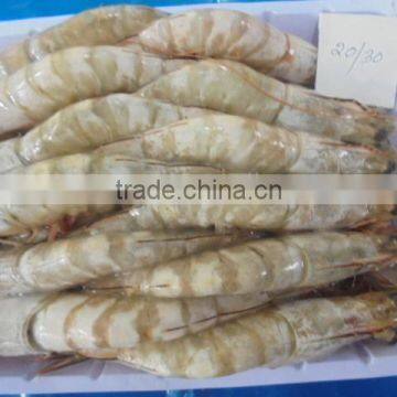 FROZEN HEAD ON SHELL ON WHITE SHRIMP SEMI IQF FARM FRESH