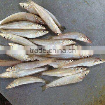 Frozen lady fish/silver silago fish