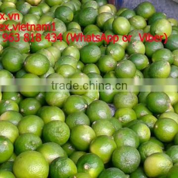 Viet Nam fresh lemon high quality