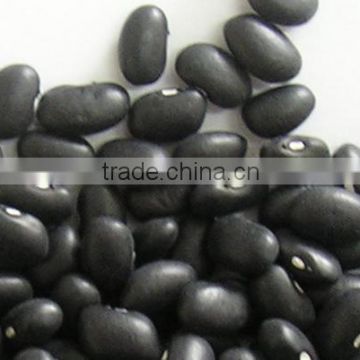 Black turtle bean