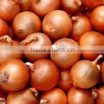 Juyuan Fresh Yellow Onion