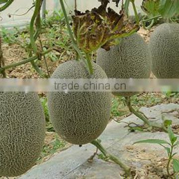 Hybrid muskmelon seeds Hami melon seeds For planting-Sweet No.3