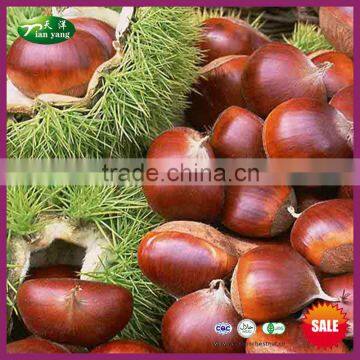 2015 Sweet Organic Chinese Yanshan Fresh Chestnut Wholesale