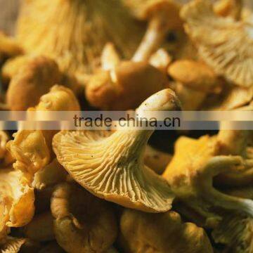 Real Wild Dry Chanterelle Prices Wholesale