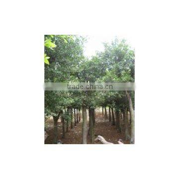Ficus Altissima
