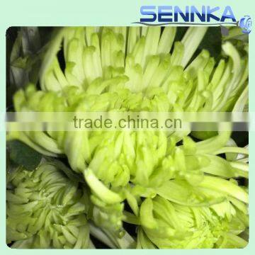 Shinning Green Fresh Flowers Fresh Cut Daisy With Wholesale Price