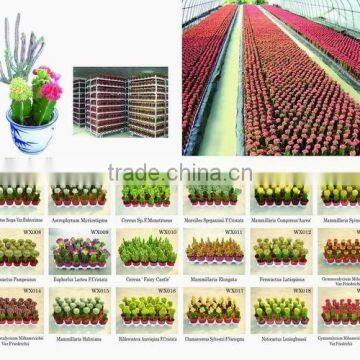 Grafted Cactus/bonsai/plants