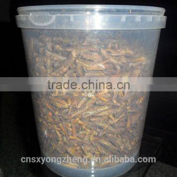 Factory Supply 2.5cm Freeze Dried Locusts photo-2