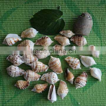 Natural Decotative Semicassis Inornata Seashell for Sale photo-6