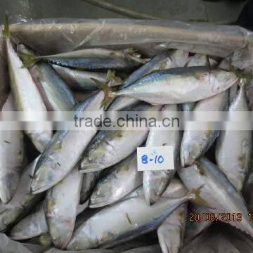 Frozen Indian Mackerel photo-3